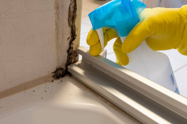 Best Commercial Mold Removal  in Winfield, WV